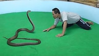 Шоу со змеями. Таиланд, Пхукет. Snake show. Thailand, Phuket