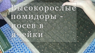 Высокорослые помидоры - посев в ячейки