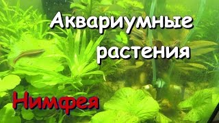 Нимфея тигровая или кувшинка (Nymphaea lotus)