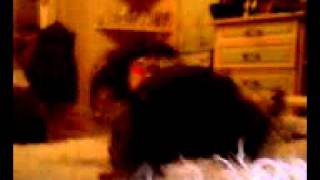 собака насилует кота (1)