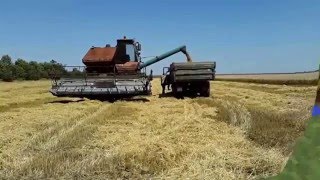 Откуда берется хлеб
