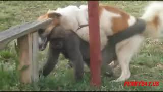 animals mating, male horse and female donkey mating, donkey scream hard