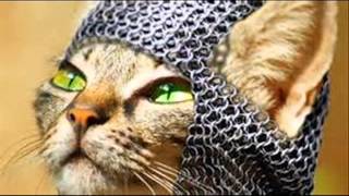 K POP Cool Cat song