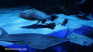 Acquario di Cattolica. Un viaggio tra squali, pinguini, tartarughe e meduse