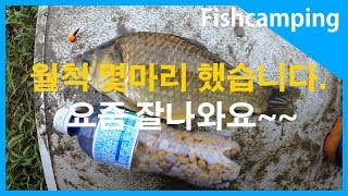 [주말낚시] 폭우속에 낚은 월척붕어 자연은 오묘하다~!!
