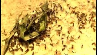 ЧЕРНЫЙ САДОВЫЙ МУРАВЕЙ (Lasius niger). Никита Нюняев (7 лет). Одесса апрель 2018