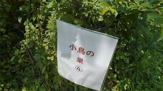 自然農法果樹園アイアイファーム　自然農法家ともちゃん　2019/ / /茨城県常陸大宮市野上