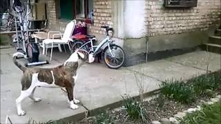 American bulldog Flash 2 years old
