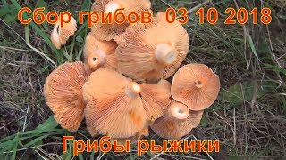 тихая охота Грибы рыжики Сбор грибов  03 10 2018 Белый гриб рыжики природа сибирь тайга поход лес