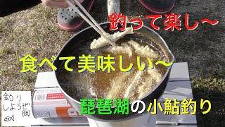 今が旬‼︎琵琶湖で小鮎釣り‼︎