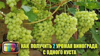 КАК  ПОЛУЧИТЬ 2 УРОЖАЯ ВИНОГРАДА С ОДНОГО КУСТА ЗА СЕЗОН