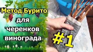 ?Метод Буррито (Бурито) – необычный способ размножения винограда. Укоренение черенков винограда.