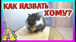 НОВЫЙ ПИТОМЕЦ / КАК НАЗВАТЬ ХОМЯКА / УБОРКА В КЛЕТКЕ У ХОМКИ / Alisa Easy Pets
