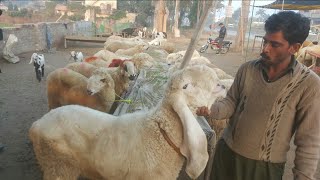 Mundra goat for sale||Kajla goat for sale|Goat farming business||Farming business info.
