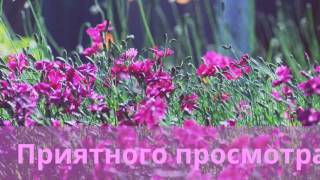 Цветочки самое красивое растение,смотрите и наслождайтесь!