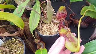 Greenhouse Bench Tour: May 2018