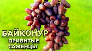 Виноград Байконур #1  (Grapes Baikonur # 1)