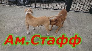 Вязка Амстаффа собачья любовь  ???