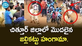 చిత్తూర్ జిల్లాలో మొదలైన జల్లికట్టు హంగామా.- Jallikattu in Chittoor District | Sankranti Celebration
