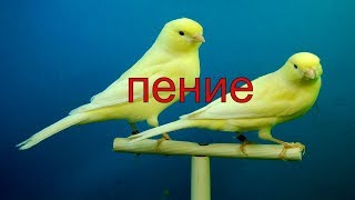 КАК НАУЧИТЬ КЕНАРЯ ПЕТЬ / ПЕНИЕ КЕНАРЯ