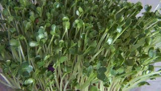 Teil 27a: Rettich (Daikon) - Anleitung für Sprossen, Keimlinge & Grünkraut