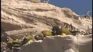Patagonian Conures at the World's Largest Parrot Colony