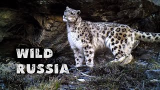 АЛТАЙ - ЗЕМЛЯ СНЕЖНОГО БАРСА [Дикая Сибирь] ИРБИСФИЛЬМ. Altay - the land of snow leopard. Altai.
