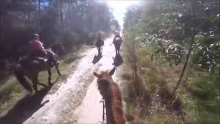 Riding out with 3 lovely ladies in the Glasshouse forest 3.07.2016