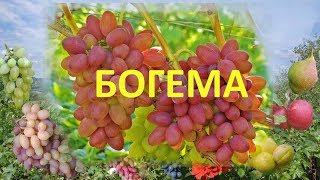 Виноград 2018. Виноград Богема на Полтавщине