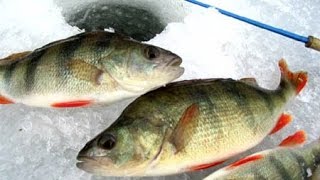 Ловля окуня зимой с Нормундом Грабовскисом