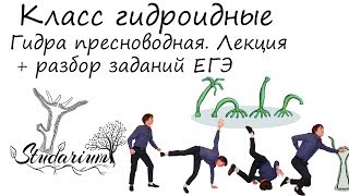 Гидра пресноводная. Класс гидроидные. Лекция и разбор заданий ЕГЭ.