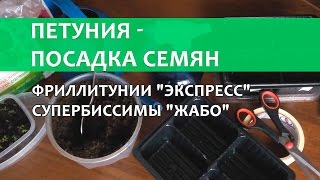 Посадка петуний на рассаду. Петуния фриллитуния и супербиссима