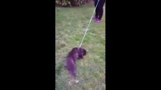 Lustige Katze | Funny Cat | An Leine | Helge geht spazieren |