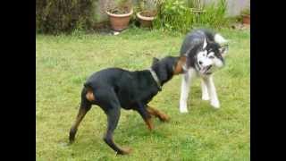 Siberian Husky vs Doberman