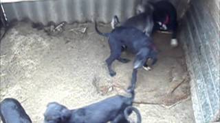 ТАЗЫ ИТ/HUNTING DOGS/ОХОТНИЧЬИ СОБАКИ