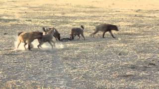 Hyena Kill