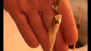 Прикольная зимняя рыбалка и ловля ПЕПЕДАСТРОВ