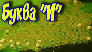 АКВАЧЕЛЛЕНДЖ - И! ИКРА, ИКРОМЕТАНИЕ, ИНКУБАЦИЯ ИКРЫ!