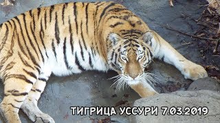 ТИГРИЦА УССУРИ 7.03.2019