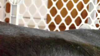 Great Dane 9 Weeks Pregnant: Watch her puppies move in the belly!