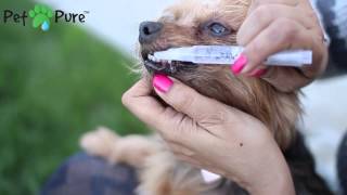 Introducing Pet Pure™ Pet Teeth and Gum Cleaning System!