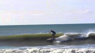 June (Surf) Bug