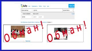 ПОКУПКА КРОЛИКА ЧЕРЕЗ АВИТО (видео 2)