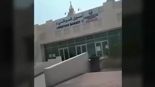 سوق المواشي ابو ظبي