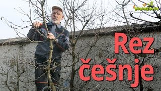 Rez češnje