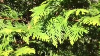 6 Reasons to Grow Golden Globe Arborvitae Evergreen! #lowmaintenance