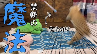 うさぎ「ほんとに恐ろしい魔法だったわ…」 #670