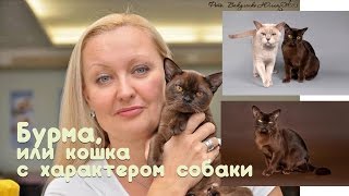 Бурма, или кошка с характером собаки. Питомник Oktarin.