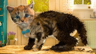 ПРИКЛЮЧЕНИЕ МАЛЕНЬКОГО КОТЕНКА / мультфильм про котят для детей и малышей от КИДА #ПУРУМЧАТА