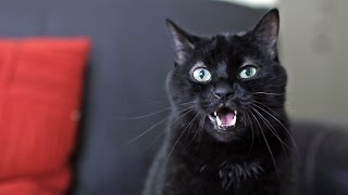 What Does the Cat Say? - Ylvis - The Fox (What Does the Fox Say?) [Official music video HD]